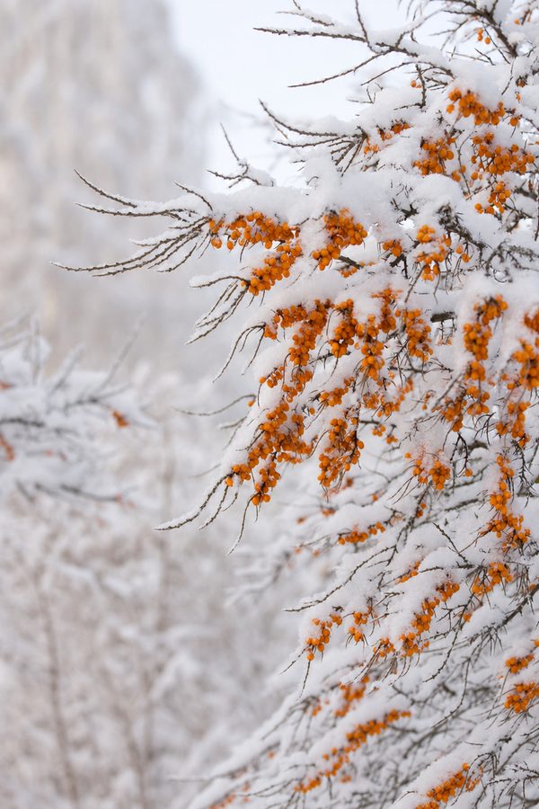 Sea buckthorn berries under arctic snow